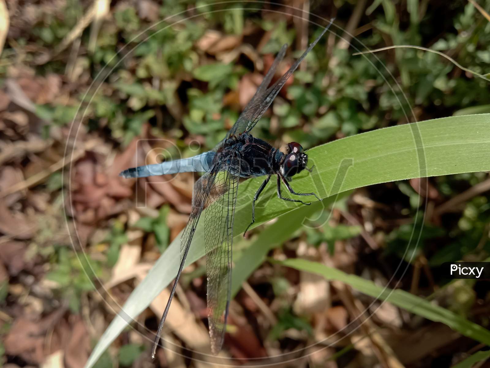 Picture Of A Blue Male Marsh Hawk Dragonfly (Orthetrum Glaucum)