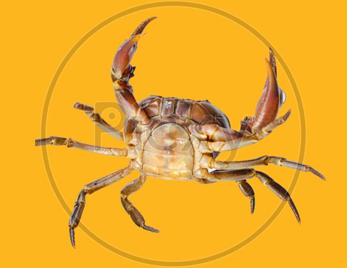 Freshwater Crab Isolated On Yellow Background