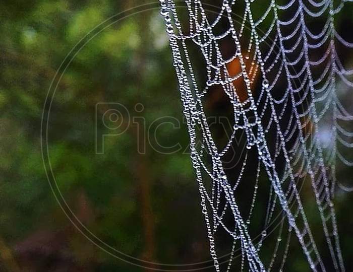 Dewy morning nature