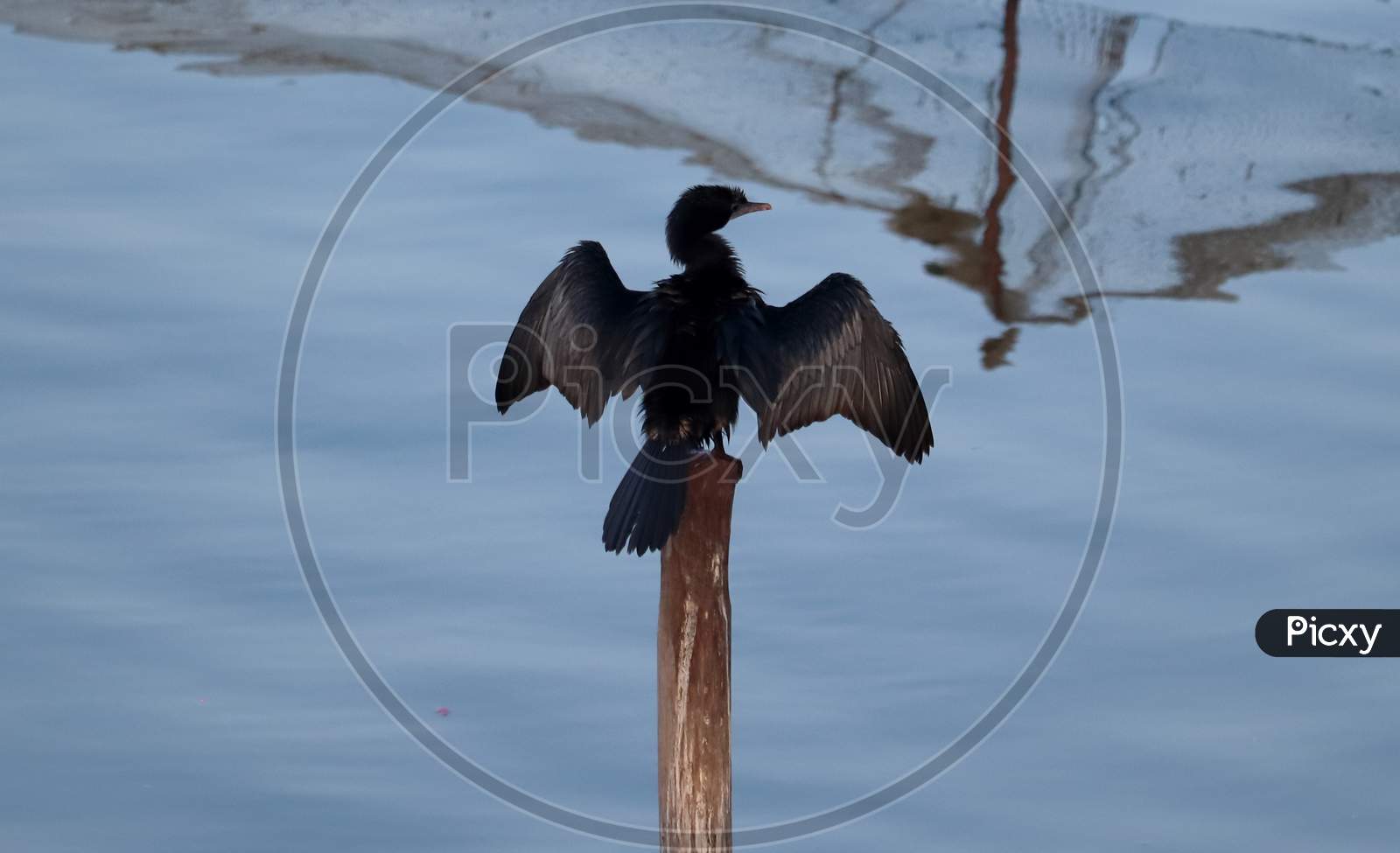 A Black Cormorant Bird Sitting On A Dry Wooden Stick With Its Wings Spread