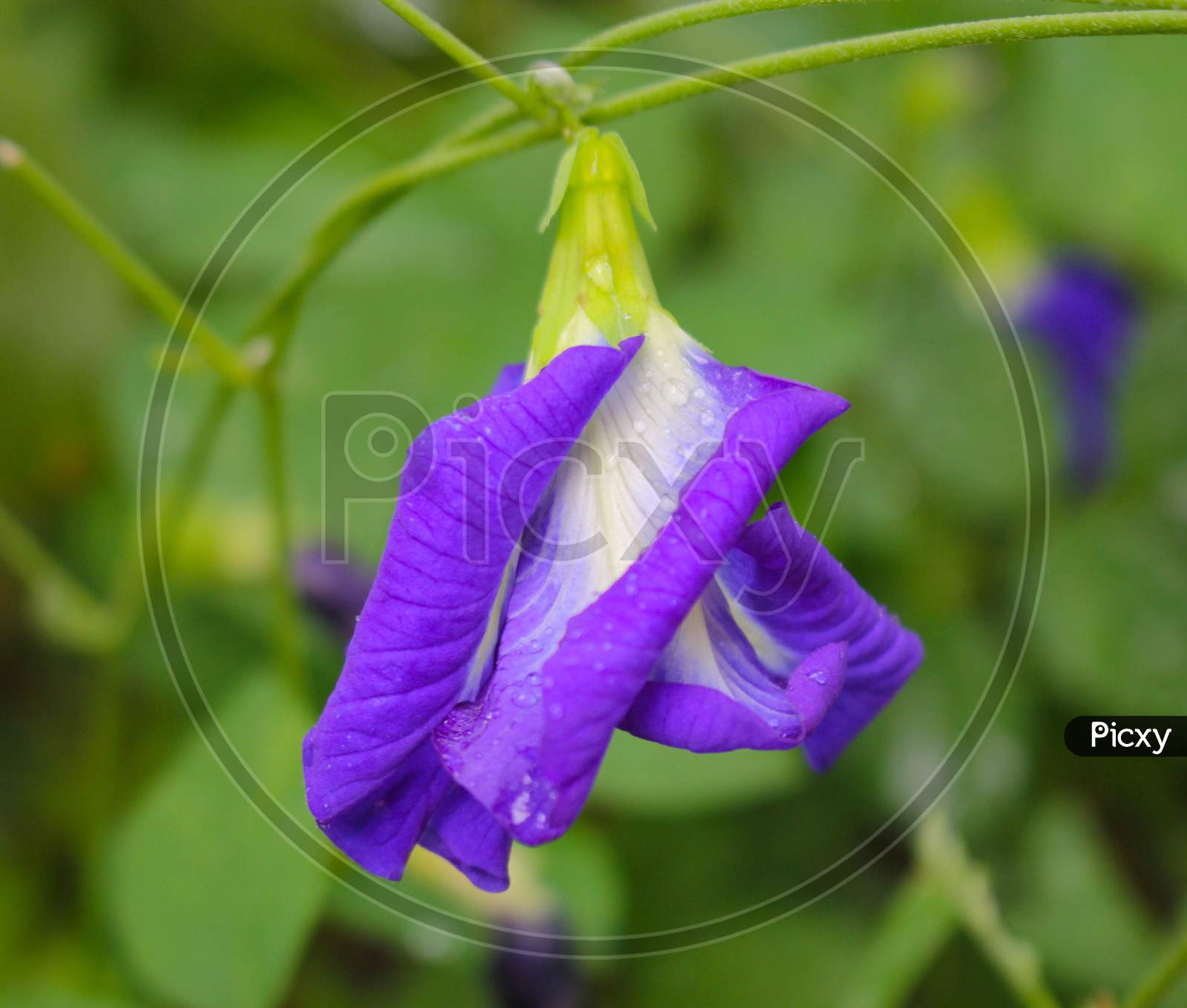 Clitoria Ternatea Flower,Butterfly Pea Purple Flower Image