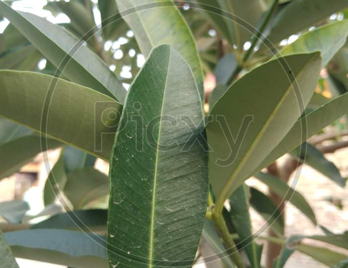 Green leaf of a tree