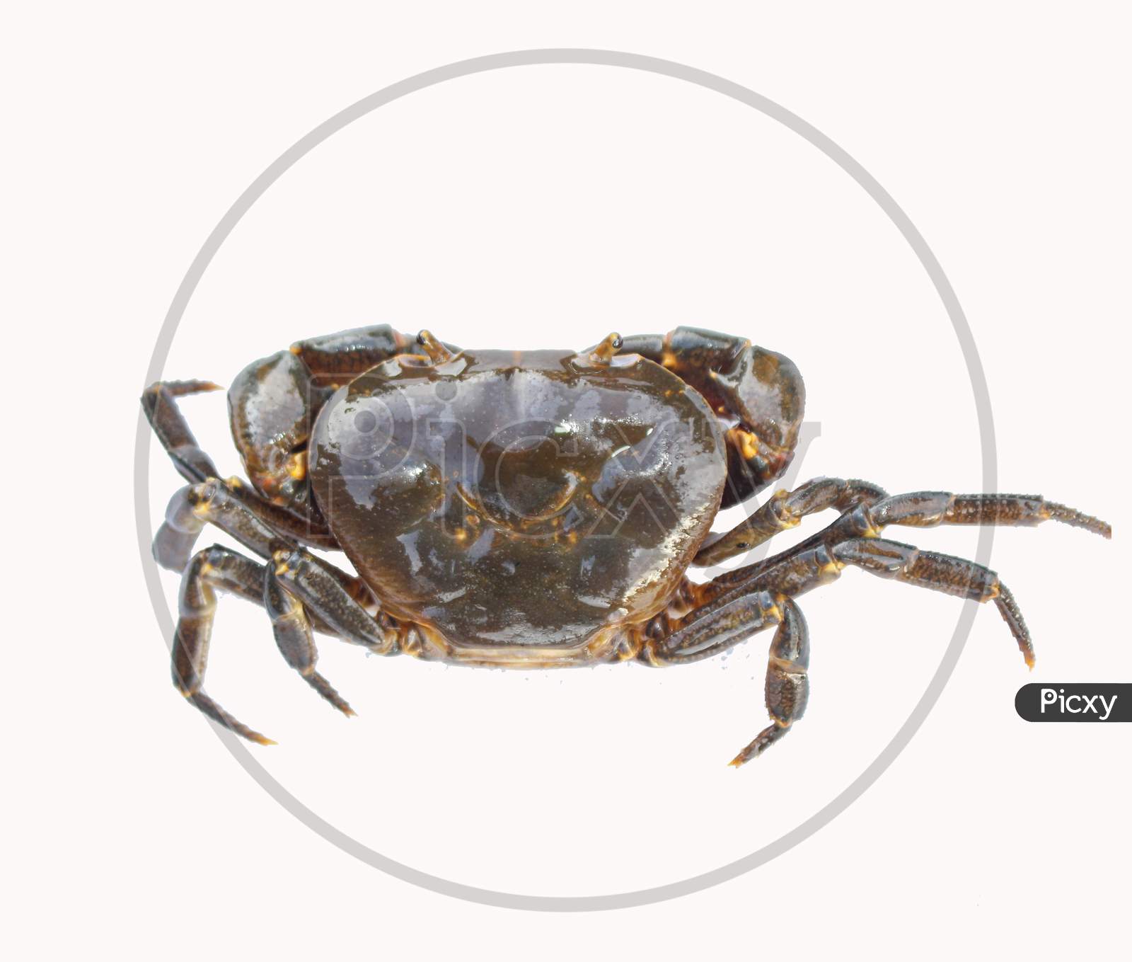 Freshwater Crab Isolated On White Background