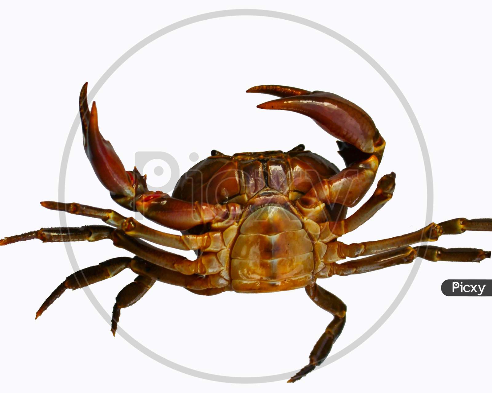 Freshwater Crab Isolated On White Background