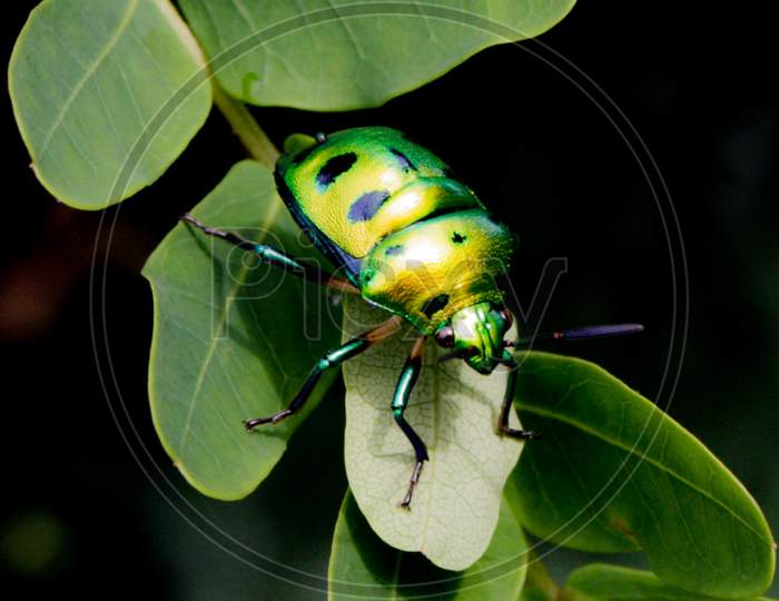 Membrane winged insect
