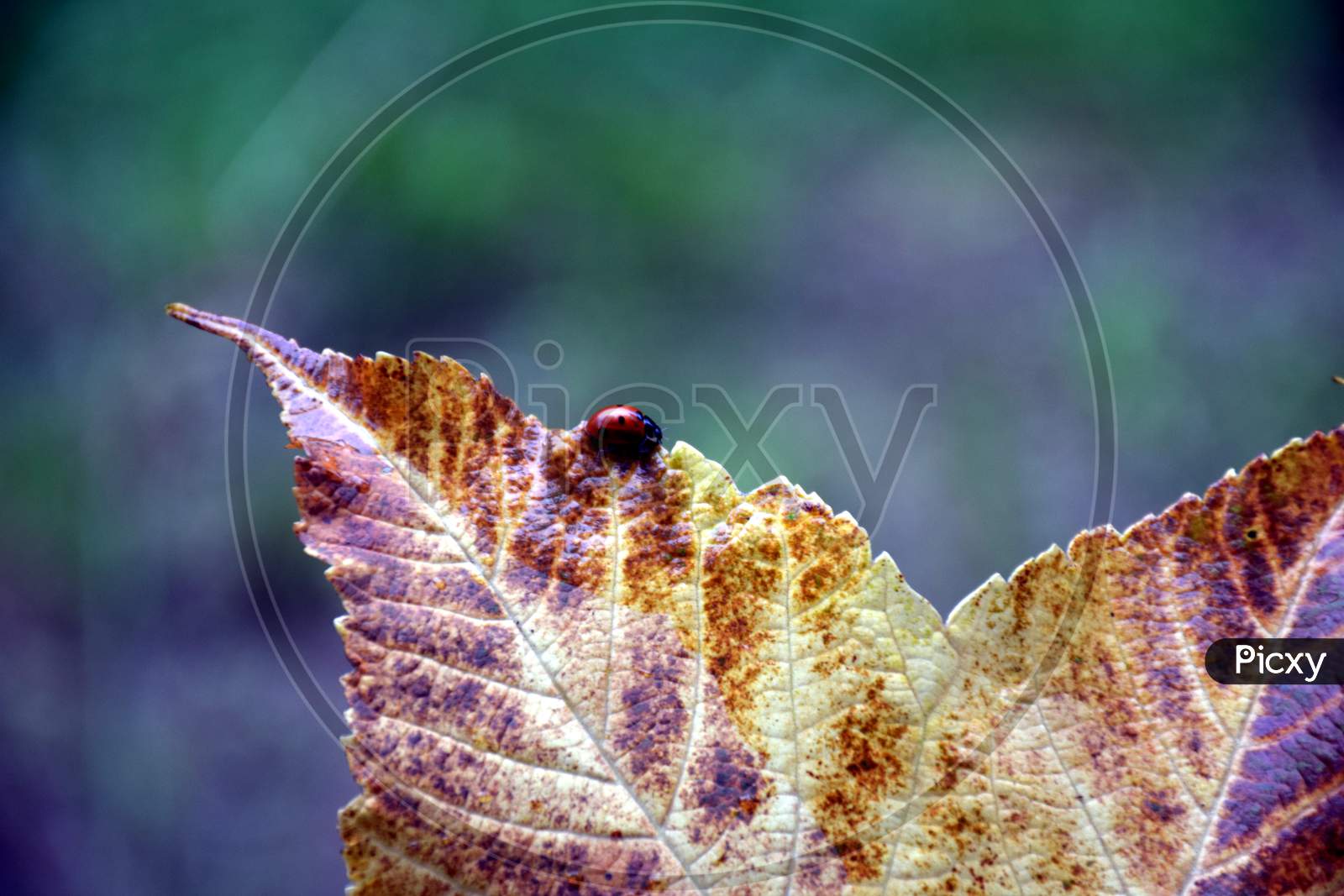 A Big Yellow Leaf In Jungle And Lady Bug On It