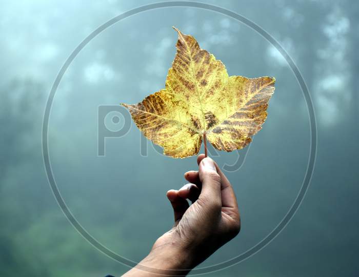 Beautiful Picture Of Leaf On Hand