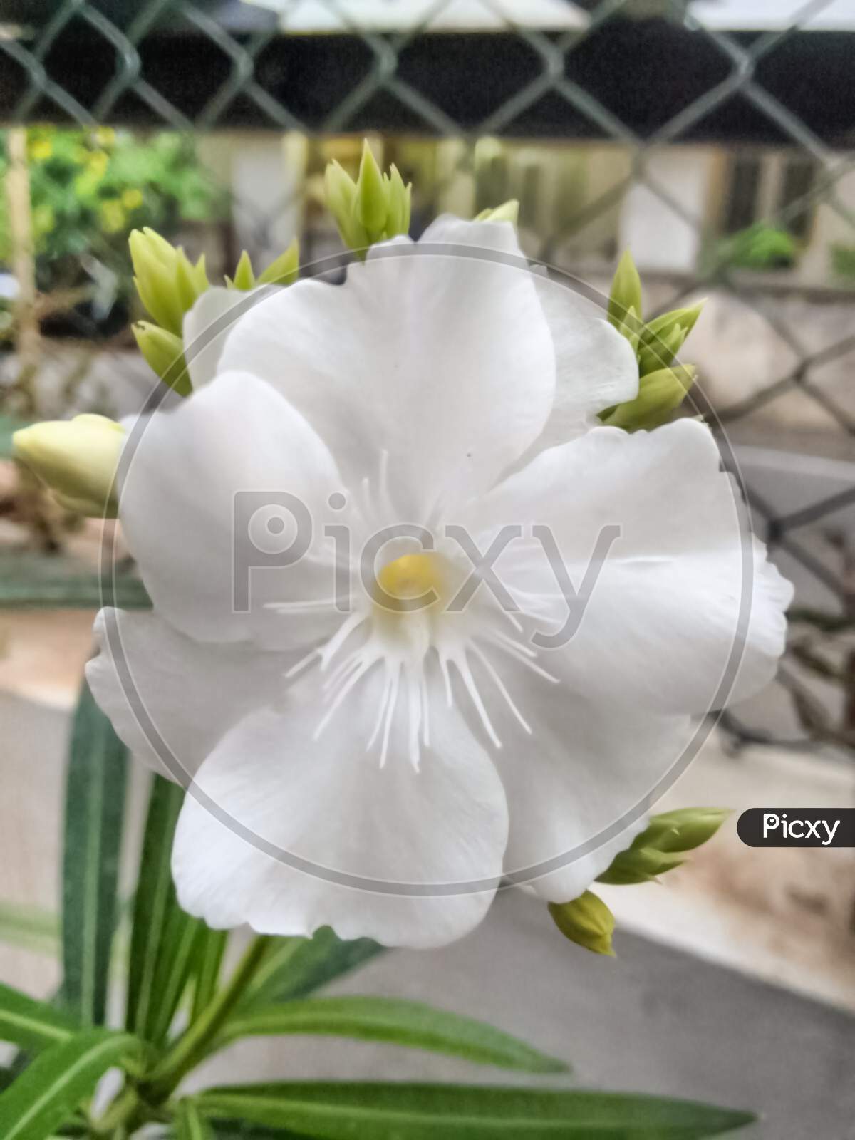 White flower macro focused
