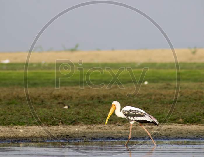 bird standing on river shore