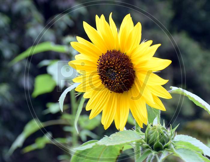 Close Up Picture Of Sunflower In Garden