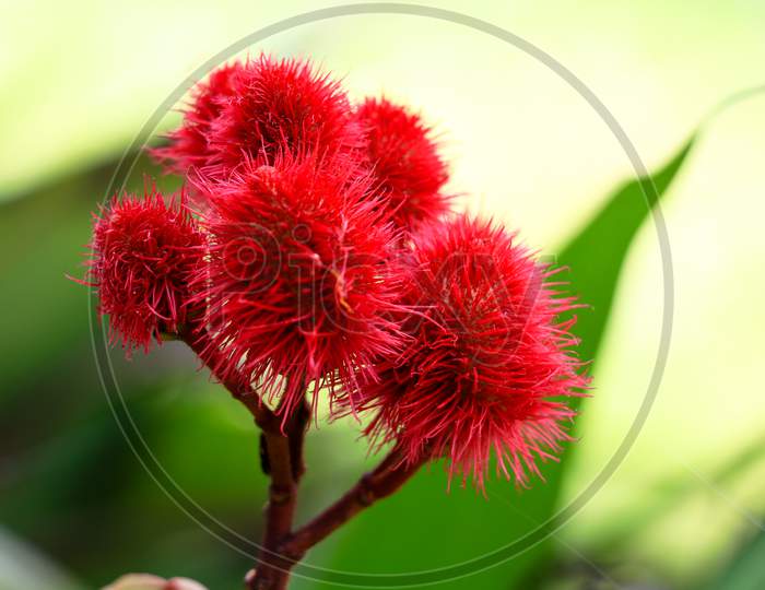 Bixa Orellana Or Achiote Seeds Used For Natural Food Coloring