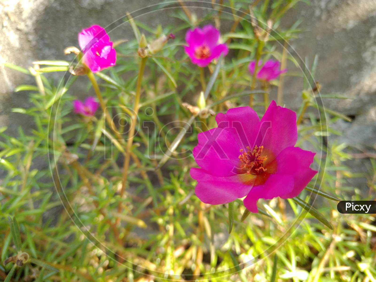 Pink Moss rose flowers