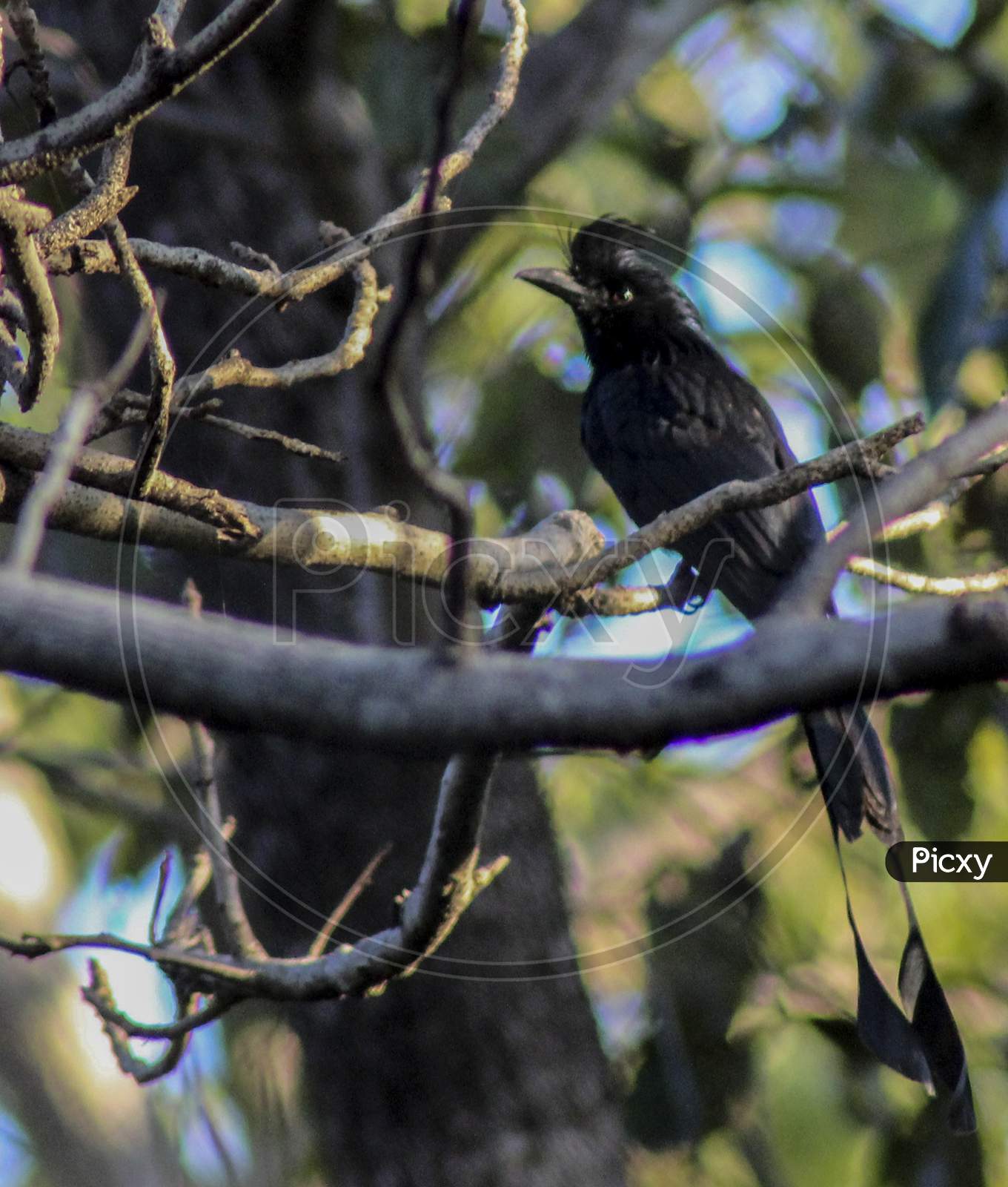 black bird on branch