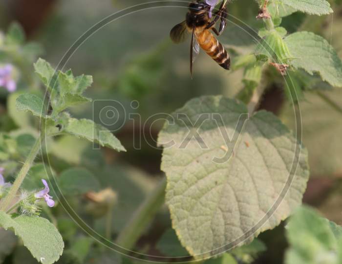 Honeybee collecting nectar from flowers.