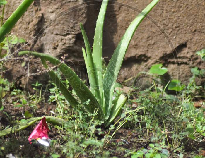 Home grown Aloe vera plant