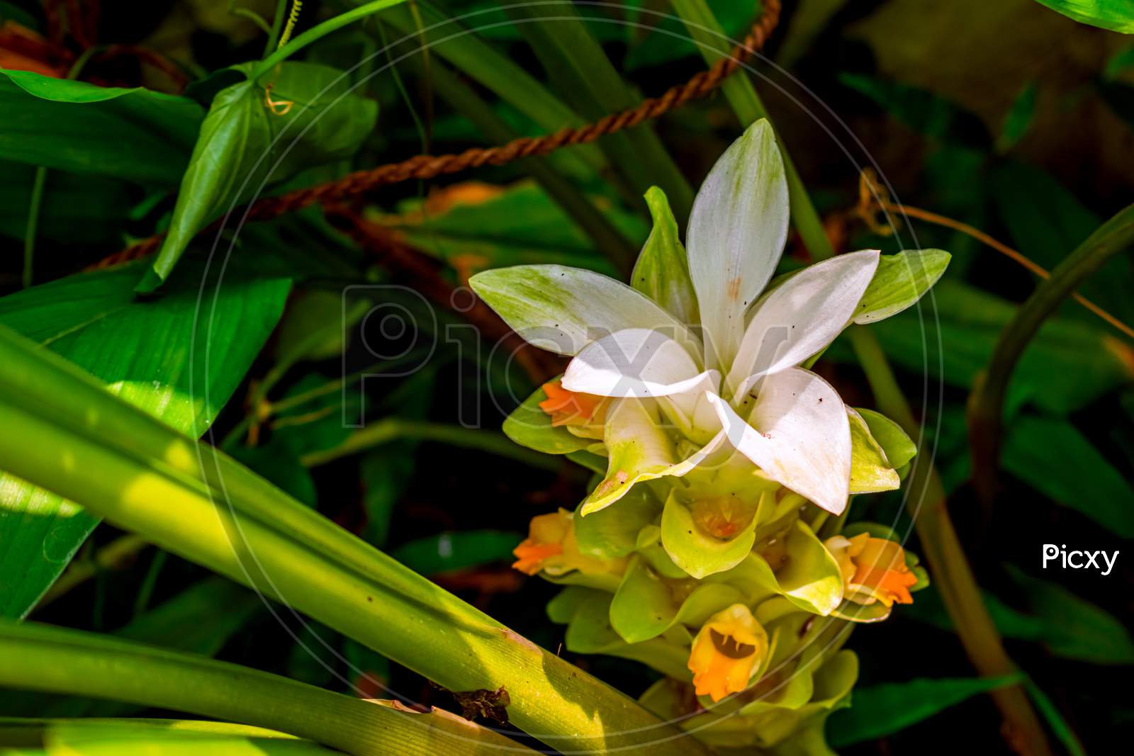 Image Of Nature Photography Of White Yellow Flower With Fresh Green