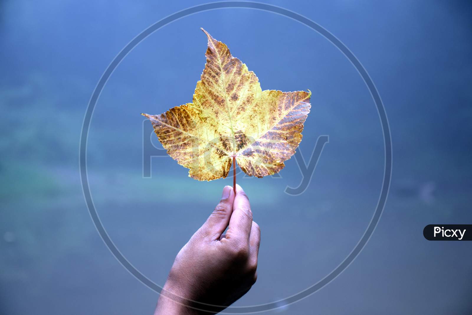 Beautiful Picture Of Man Hand And Leaf