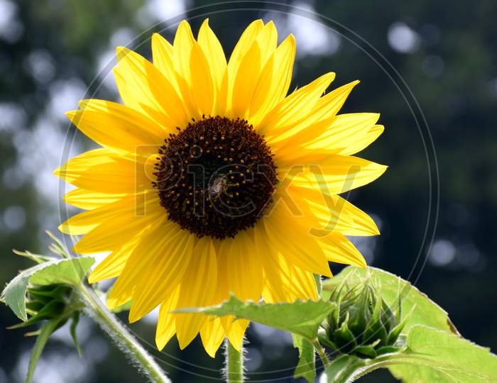 Beautiful Close Up Picture Of Yellow Sunflower In Garden