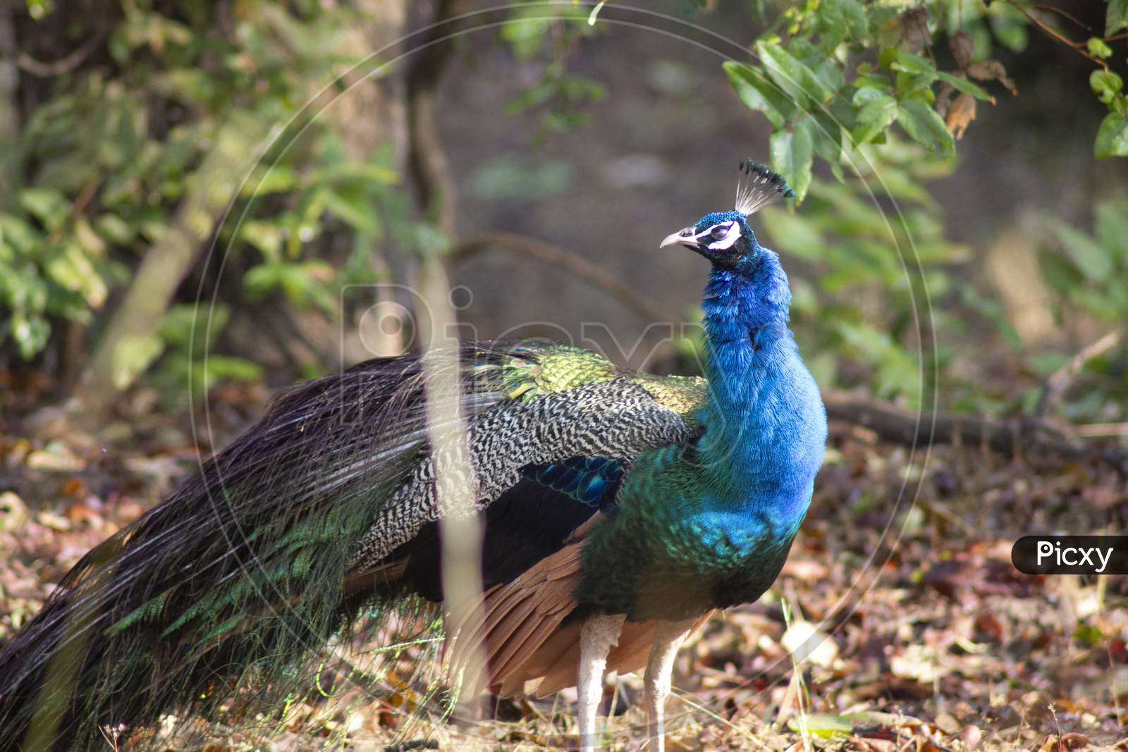 Peacock of India