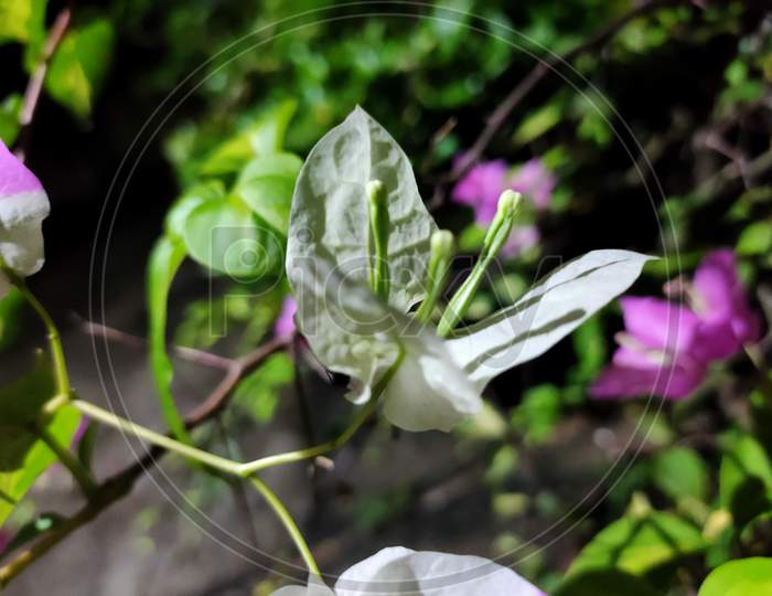 White Bougainville flower October 2020