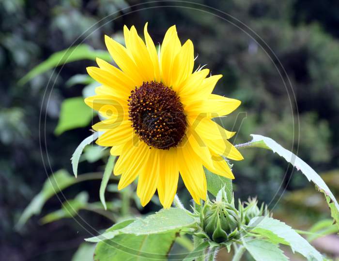 Close Up Picture Of Sunflower In Garden Uttarakhand