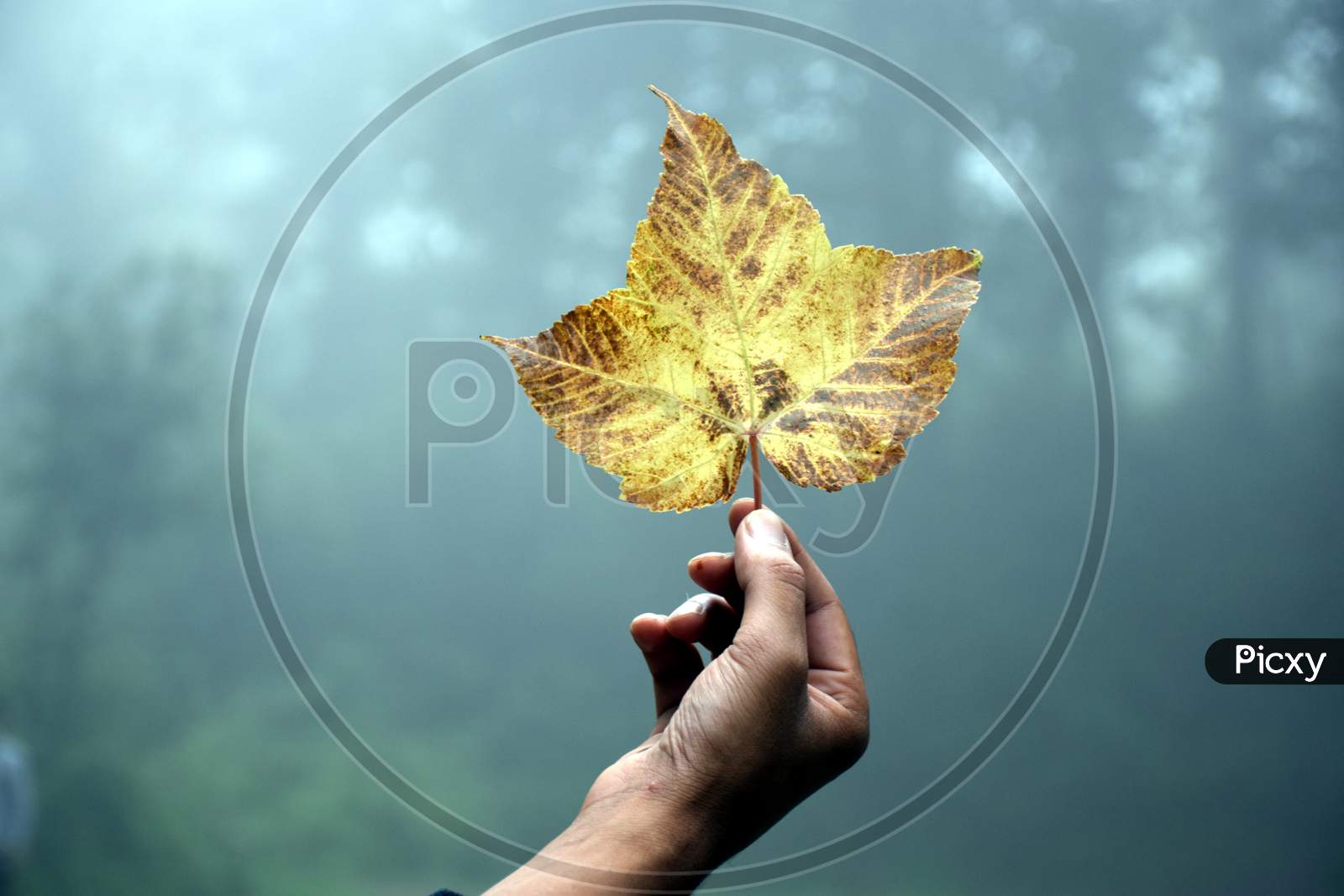 Beautiful Picture Of Leaf On Hand