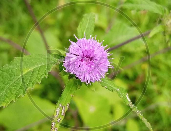 Flowering plant of purple flower