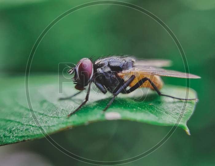 Macro insect shot