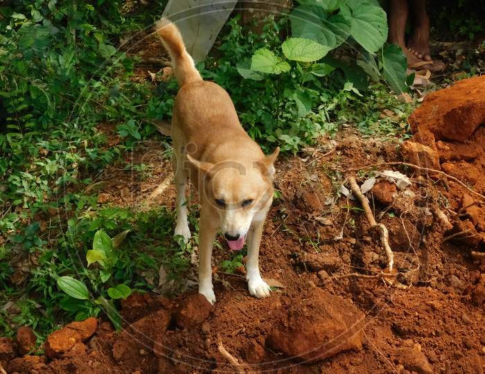 Closeup Of A Cute Brown Dog Stands Over The Soil
