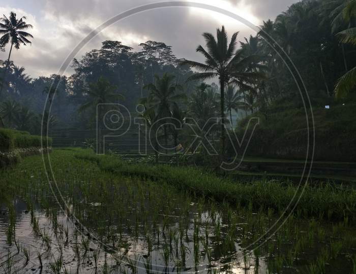 Terrace Rice plantation in Bali, Indonesia.