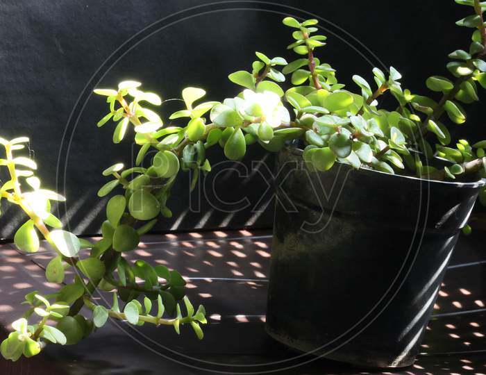 Jade plant in morning natural sun light.