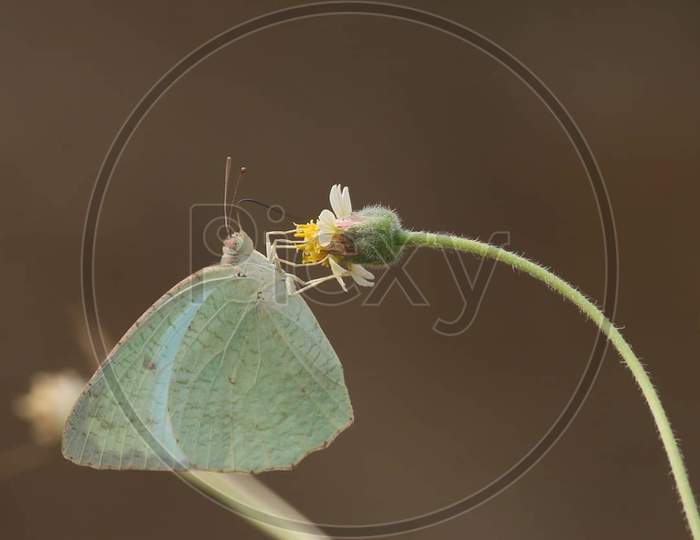 Catopsilia pyranthe butterfly on flower.