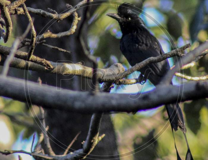black bird on branch