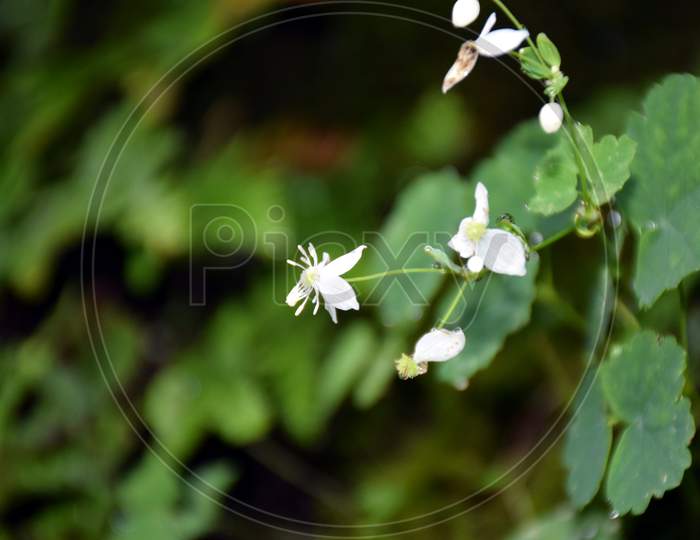 White Wild Flower And Green Leaves In Jungle