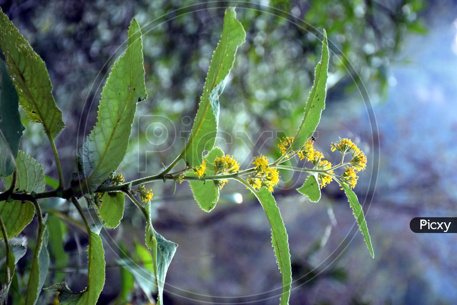 Beautiful Picture Of Green Plant And Yellow Flower On It,
