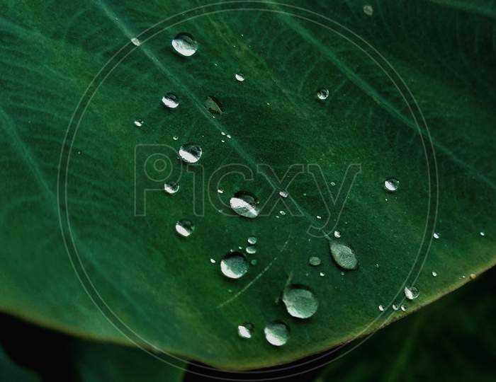 Rain drops on the taro leaves
