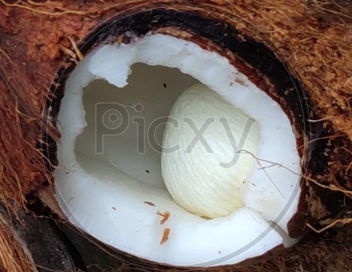 Coconut germination