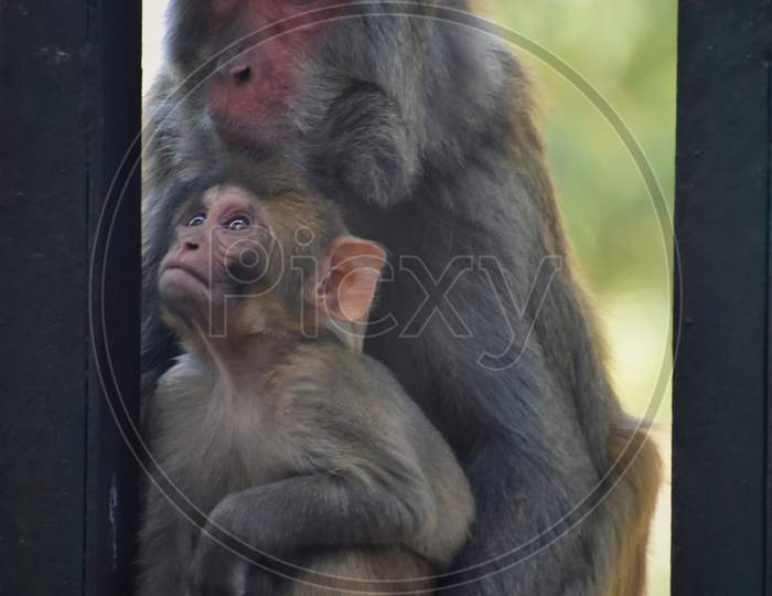 The family of monkey in kasauli, Himachal Pradesh.