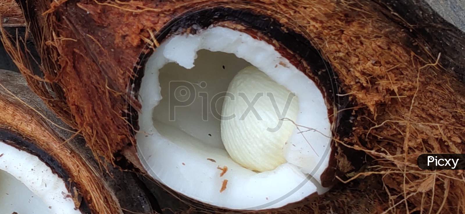 Coconut germination