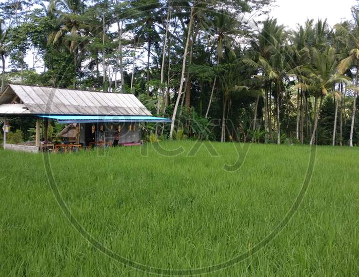 A farm location near Ubud, Bali.