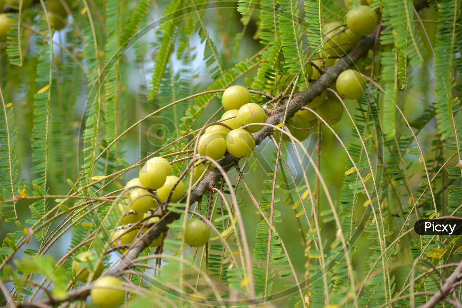 Indian gooseberry or Amla fruit on tree