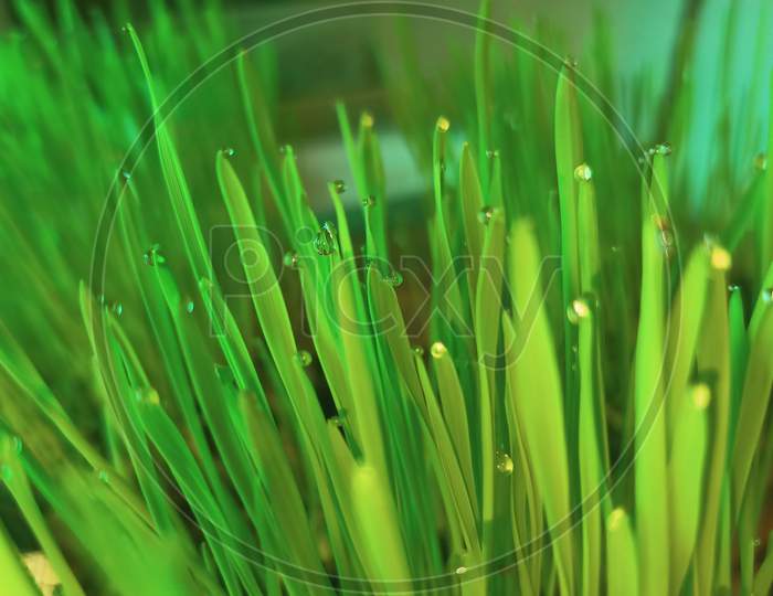Close-up grass family .leaf grass water photography