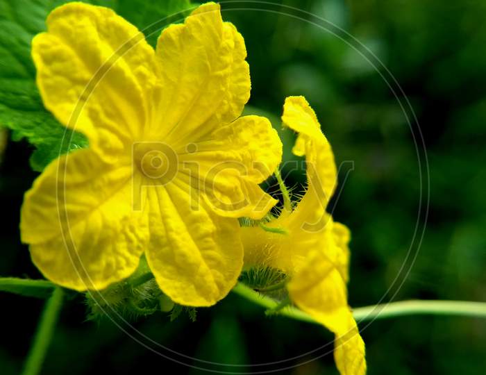 Yellow vegetable flower