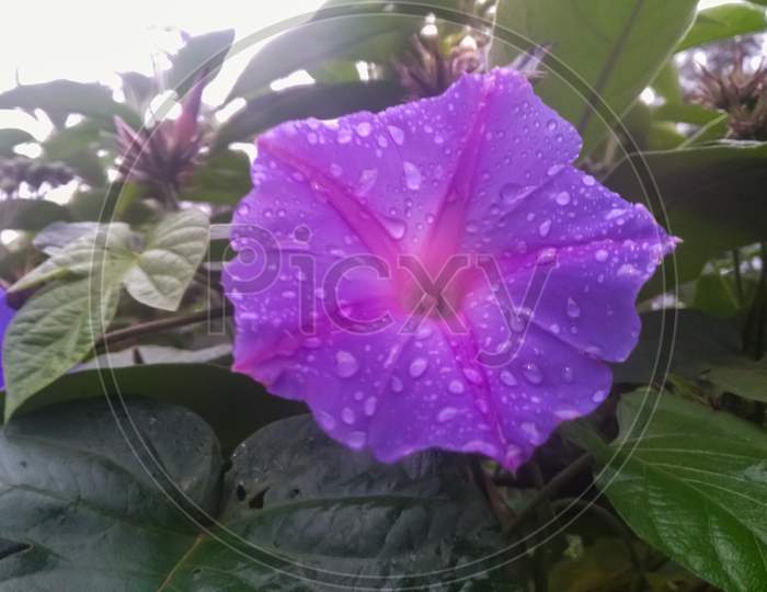 Violet flower with dew on petals