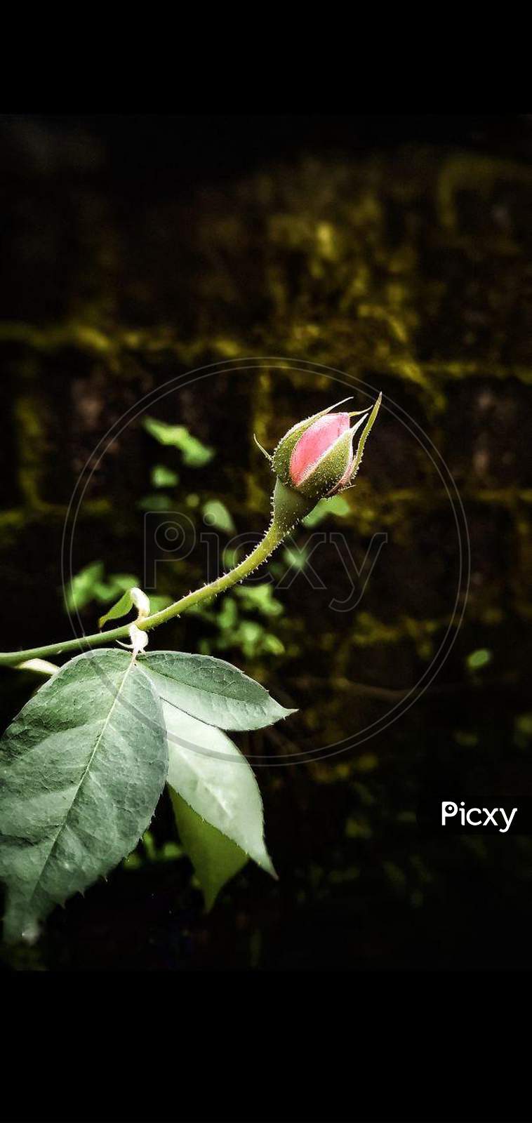 Image of Flower Bud-GD994068-Picxy