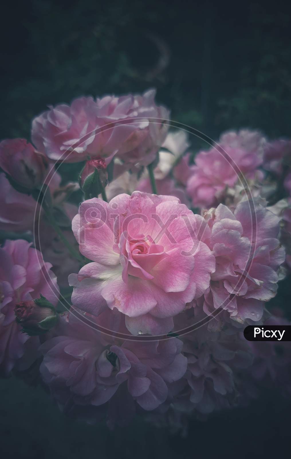 Rose Pink Flower