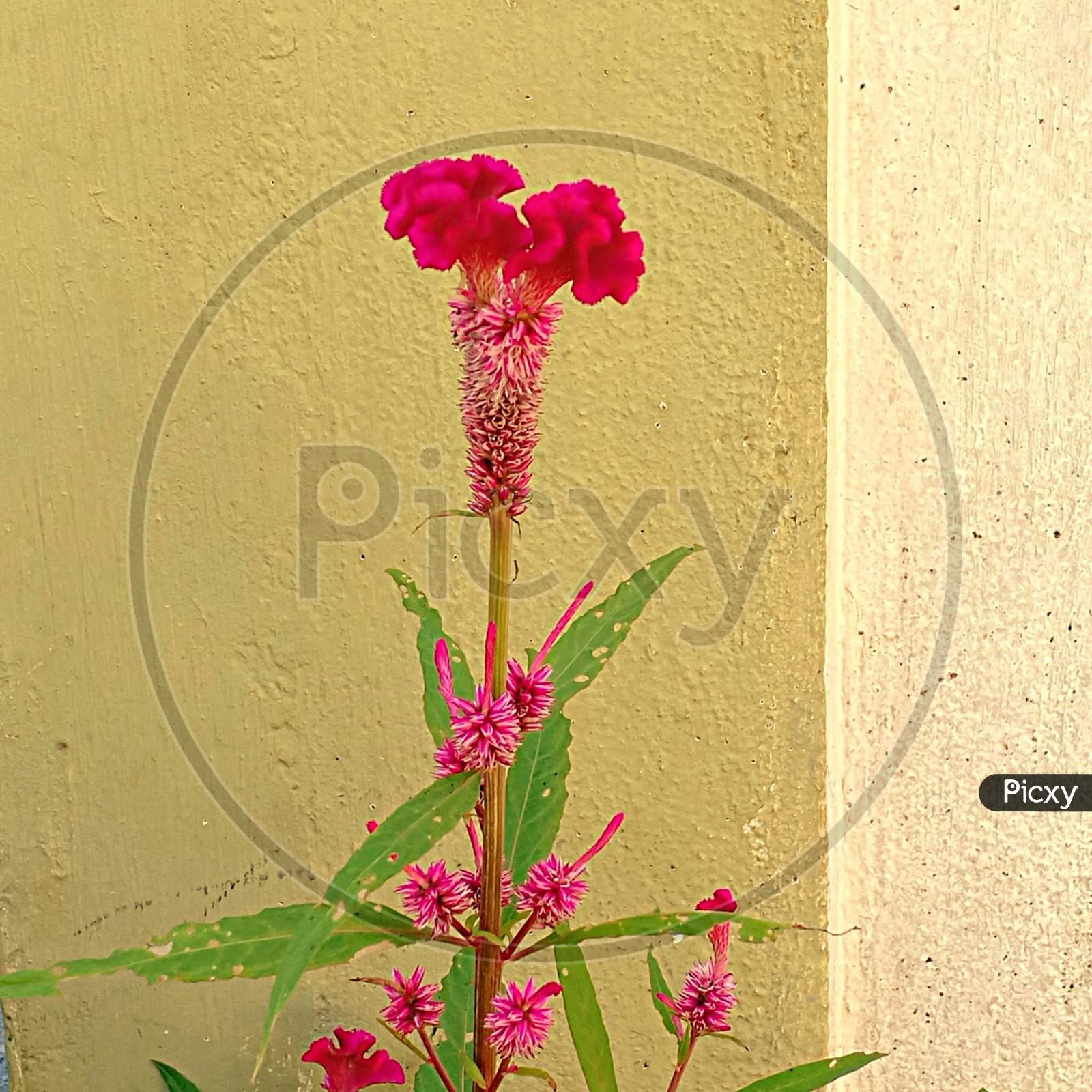 Beautiful Red Cockscomb celosia flower.