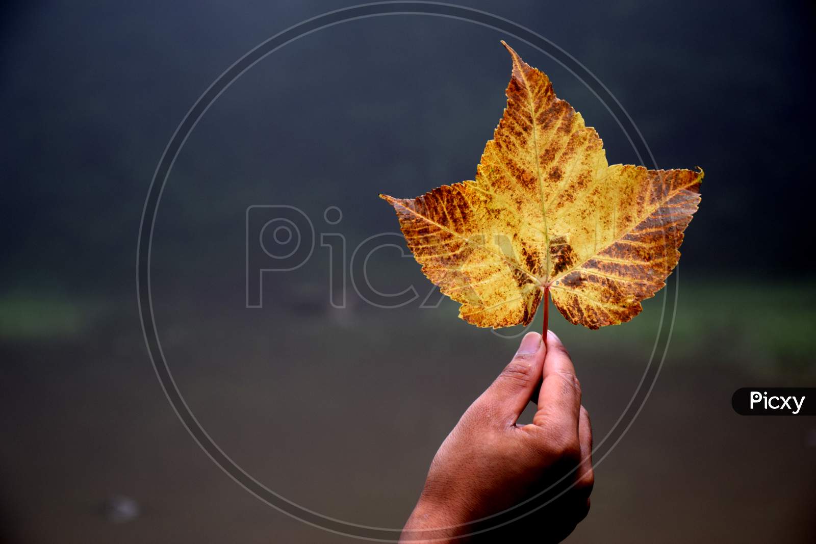 Beautiful Picture Of Yellow Big Leaf In Hand