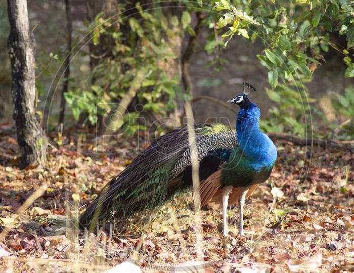 Indian Peacock on grass