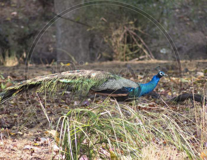 Walking Peacock